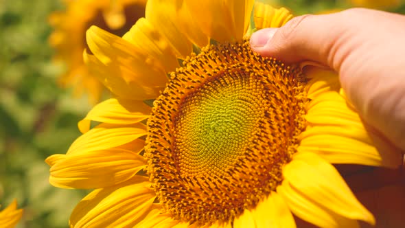 Farmer's Hand Inspects a Blooming Sunflower Flower. A Sunflower Sways in the Wind. Businessman alt