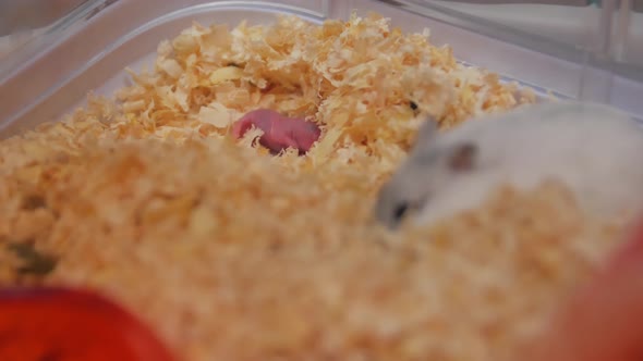 Little Hamster Pet alt