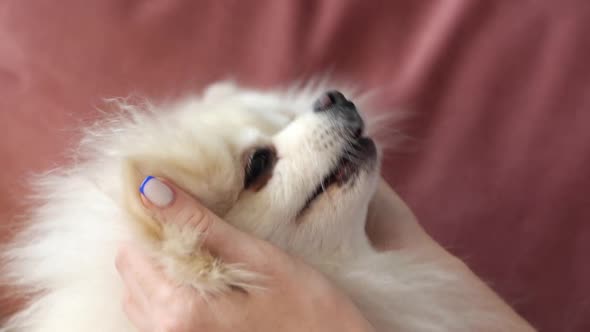 Closeup Face of Happy Cute White Spitz Pet Dog Being Stroked By Unrecognizable Young Woman Sitting alt