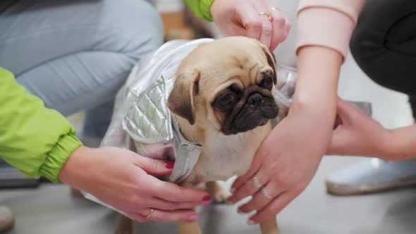 pug dog put on clothes, hands of people, dog costume alt