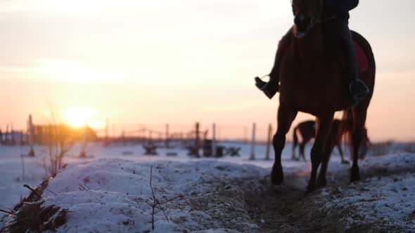Horses With Riders Ride in the Aviary, Winter on The Street Against the Beautiful Sunset, Close-up alt