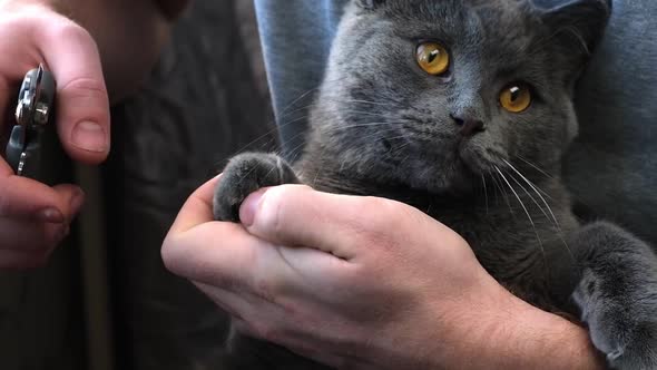 A Man Cuts the Claws of Young Gray Cat with a Claw Cutter