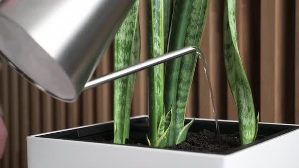 Girl Watering a Houseplant in White Pot with Water. Wooden Wall on Background.