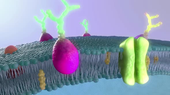 lipidand receptors Lipid Biolayer Medical Animation alt