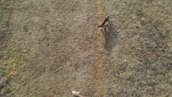 Drone View Footage of Young Lions Pride in African Savannah in the Morning with Tigers in National alt