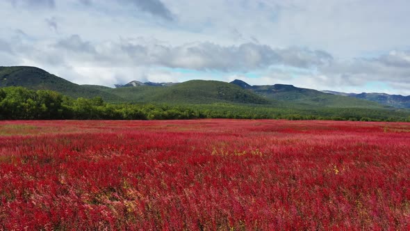 Blooming Flowers Willowherb Field alt