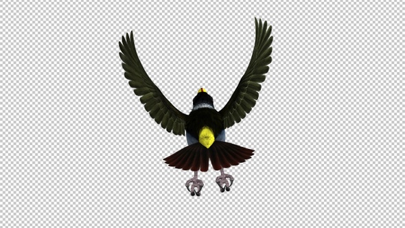 Mountain Toucan Bird - Flying Loop - Back Top View - Resizable Close-Up - Alpha Channel