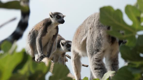 Four Furry Lemurs Moving on Leafy Trees and Entertaining on a Sunny Day in Summer  