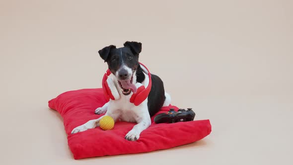 A Smooth Fox Terrier with Red Wireless Headphones Around His Neck Lies Near a Yellow Ball and a alt