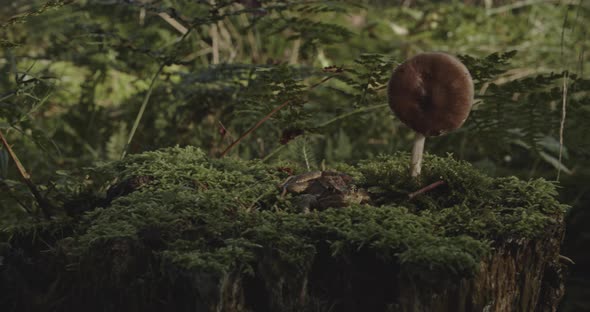 Panning on frog sitting next to a wild mushroom