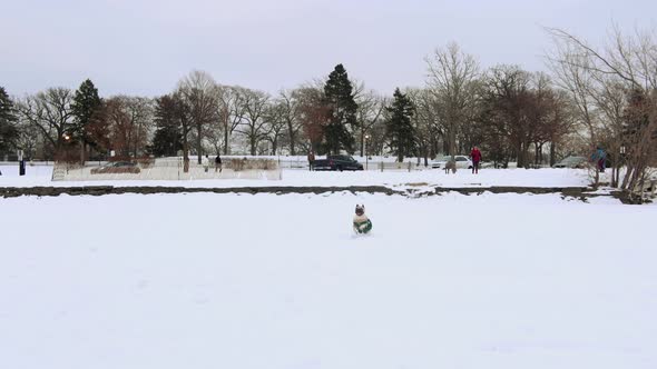dog and owner, pug playing in the snow alt