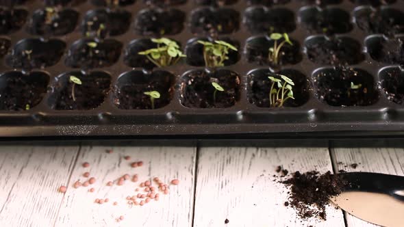 Small Sprouts in Black Plastic Cells Green Seedlings