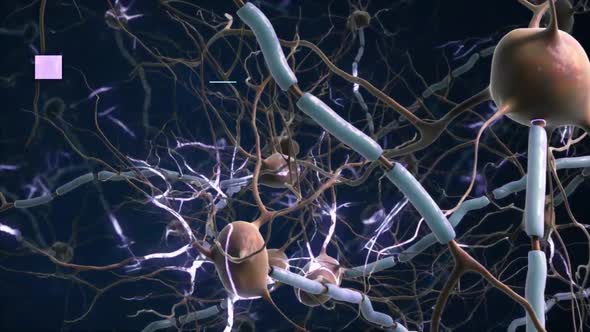 The Human nervous system 3d medical animation alt