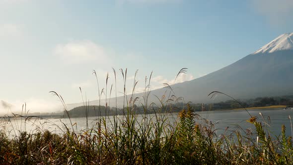 Tall Grasses on the Side of Lake Kawaguchi Near Mount Fuji in Japan