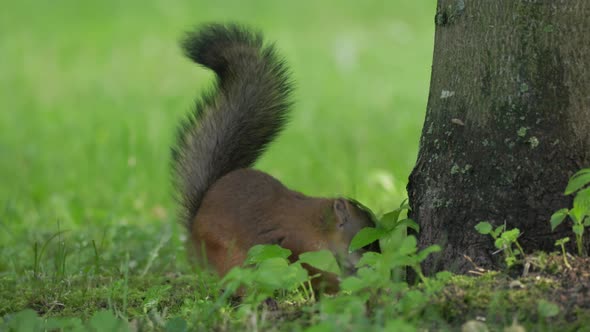 squirrel hides a nut under a tree in the park, makes reserves alt