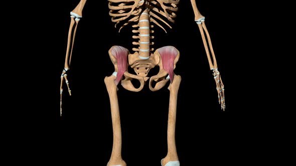 Iliacus Muscles On Skeleton alt