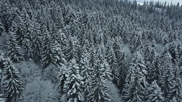 Winter Forest Snow Pine Trees Landscape Drone Shooting  Video alt