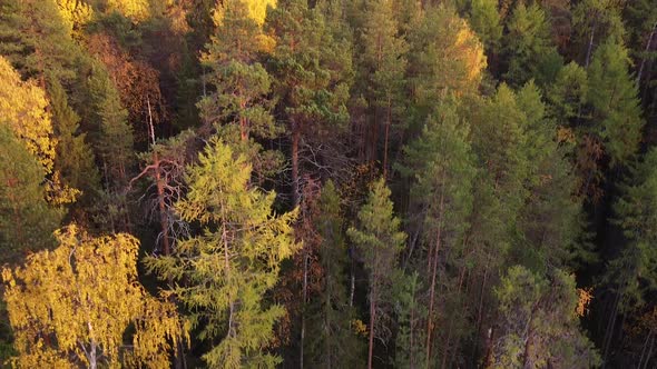 Aerial Video of a Drone in the Autumn Forest at Sunny Day. The Drone Moves Forward at a High