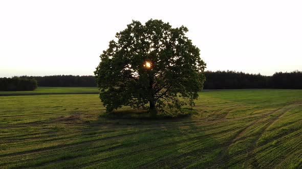Drone Flight To Huge Oak Tree, Against the Sun, on Sunset, Sun Beams, Aerial Shot, View From Above
