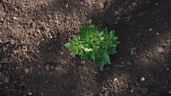 A Plant Grows Out of the Ground alt