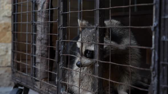 Raccoon Sitting in a Cage