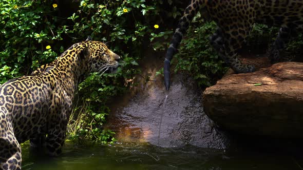 Two jaguar playing and swimming in pond