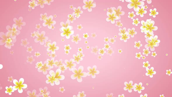 leiwadi flowers on a pink background