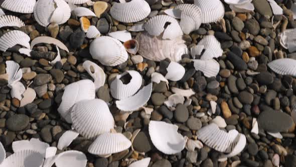 Tiny Rocks and White Broken Shells in Koijigahama Beach in Tahara Japan alt