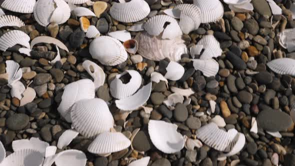 Tiny Rocks and White Broken Shells in Koijigahama Beach in Tahara Japan