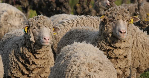 Domestic sheeps ( merinos d Arles), grazing in the vineyards, Occitanie, France alt
