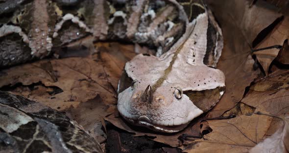 West African Gaboon viper, bitis gabonica rhinoceros, Head of Adult, Slow motion 4K alt