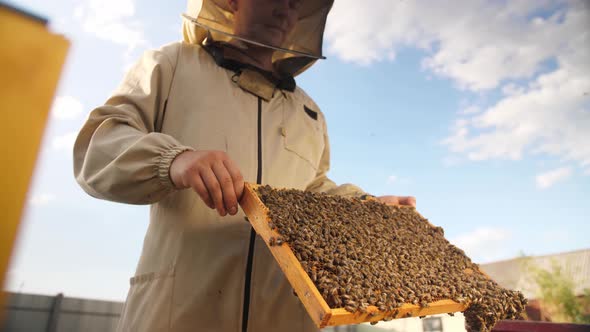 Beekeeper Looks Frame From a Bee Hive for Honey