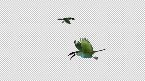 Toucan - II - Green Aracari - Two Birds - Flying Around