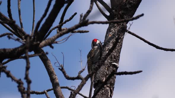 African grey woodpecker in a tree  alt