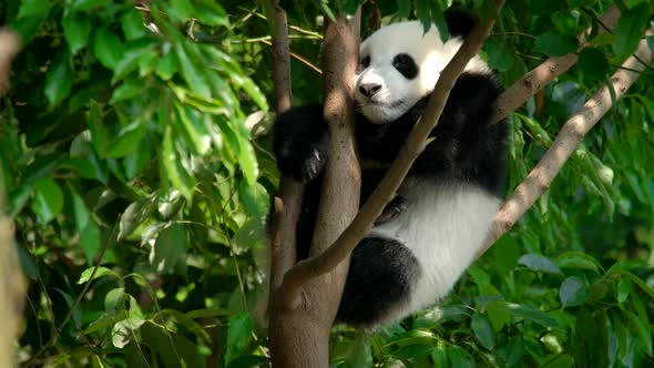 Giant Panda Bear Cub on a Tree alt