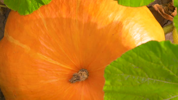 Pumpkin Close Up in Garden. Top View and Rotation