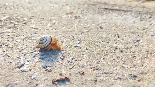 A Small Snail Crawls Out of Its Shell and Crawls Away in Fast Motion alt
