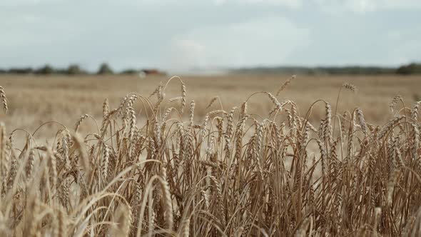 Wheat Field a Combine Harvester Is Moving in the Distance alt