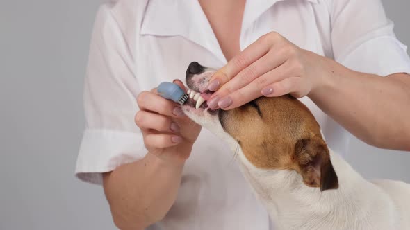 Woman Veterinarian Brushes the Teeth of the Dog Jack Russell Terrier with a Special Brush Putting It alt