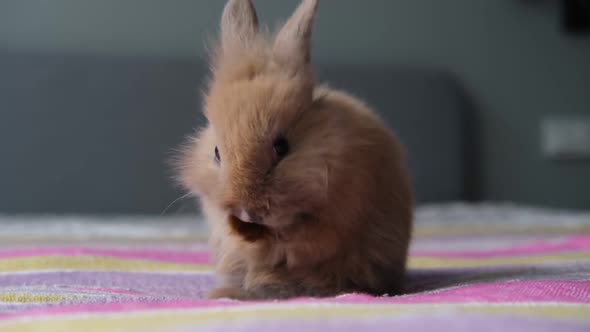 Little Cute Ginger Rabbit Washing Face