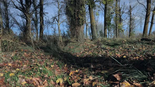 A walk through the woods in an autumn morning alt