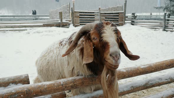 Funny Goat at a Livestock Farm Begs for Food Under the Snow Zoo in the Mountains alt