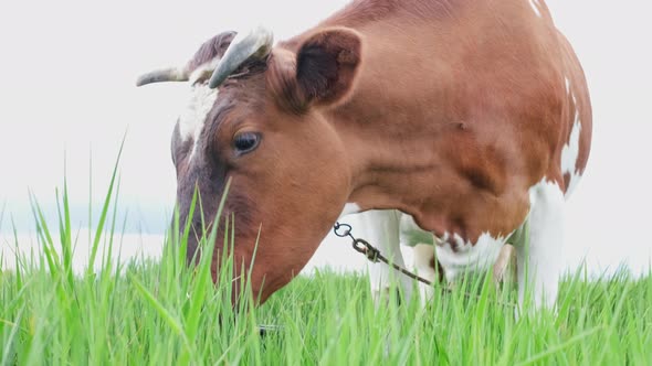 Close Up View Dairy Milk Cow Grazing Pasturing the Grass on Meadow