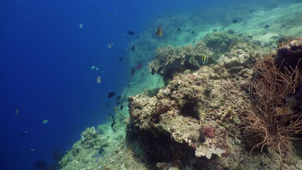 Coral Reef and Tropical Fish alt