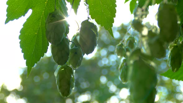 Hop Cones Ripen in the Sun