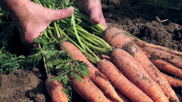 Harvest of Ripe Carrots Collected Holds in Hand