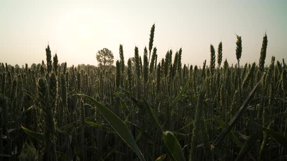 Young crop shoots at sunrise 