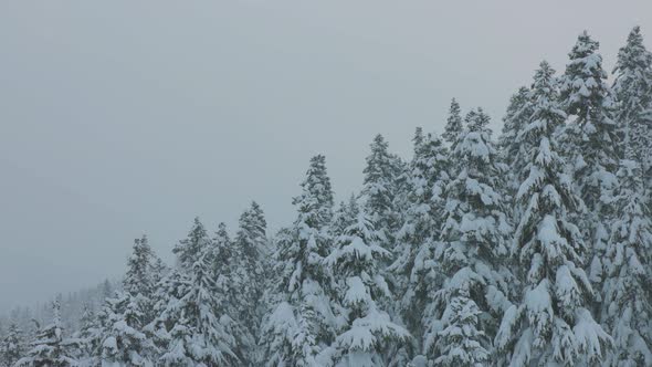 Snowy Forest on Top of the Mountains in Winter During Snow Fall alt
