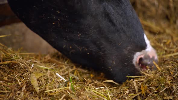 Cows feeding hay in the farm. Close up view of cows stuck in a stall eating hay alt