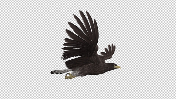 Eurasian White-tailed Eagle - Flying Loop - Side View